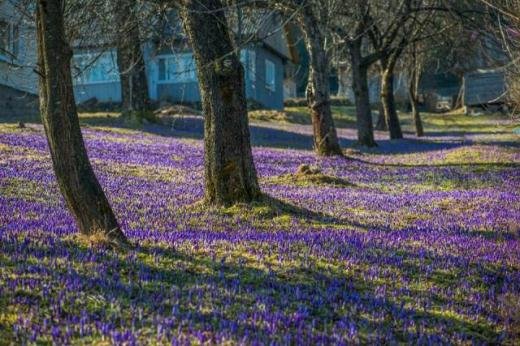 Як Закарпаття "вибухає" цвітом (ФОТО)