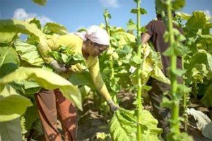 Тютюнництво на Закарпатті оживає, хоча до масштабів 30-літньої давності ще далеко