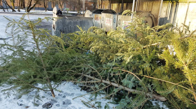 В Ужгороді масово з’являються ялинкові кладовища