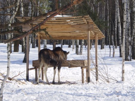 Кабанів, косуль, диких кіз і лосів годують лісники (ВІДЕО)