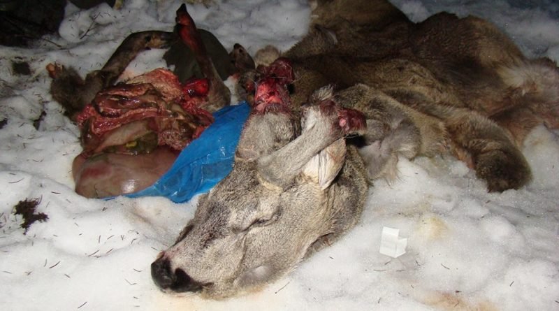 На Рахівщині черговий акт жорстокого браконьєрства (фото)