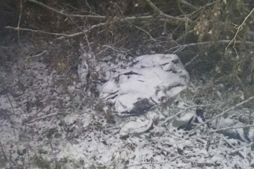 Страшна знахідка: на Рахівщині в лісопосадці виявили тіло чоловіка (ФОТО)