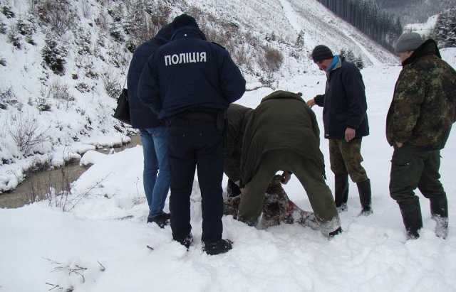 Рахівщина браконьєрська: Хто ж вбив косулю, і де насправді? (ФОТО)