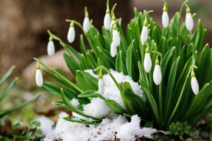 Весна взимку: на Закарпатті за підсніжниками розпустились первоцвіти і вже тягнуться до сонця крокуси