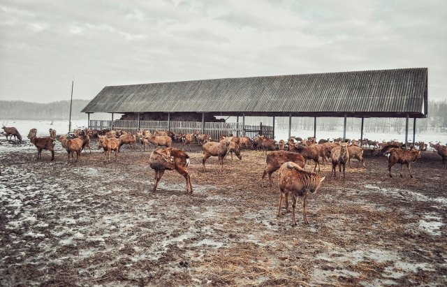 Єдина в Україні ферма плямистих оленів — на Закарпатті /ФОТО