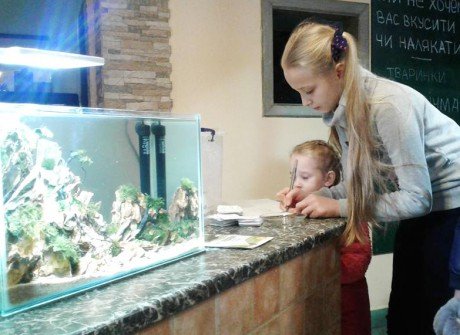 В Ужгороді вчетверте змагаються у мистецтві оформлення мініатюрних акваріумів