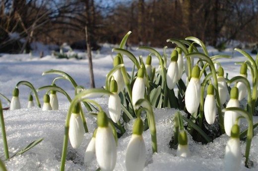 Потепління не буде: весна в березні скасовується, погода готує удари