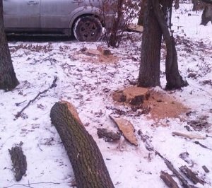 В Ужгороді працівники державної лісової охорони зупинили незаконну вирубку дерев