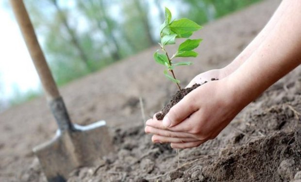Лісівники Закарпаття закликали закарпатців разом висадити дерева