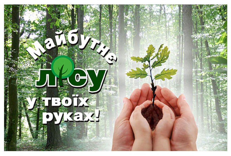 На Закарпатті нині закладають майбутні ліси