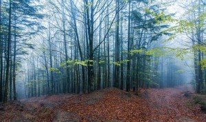 Депутати схвалили мораторій на вирубку лісу у Карпатах