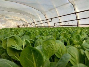 Холодний березень витіснив закарпатську капусту македонською