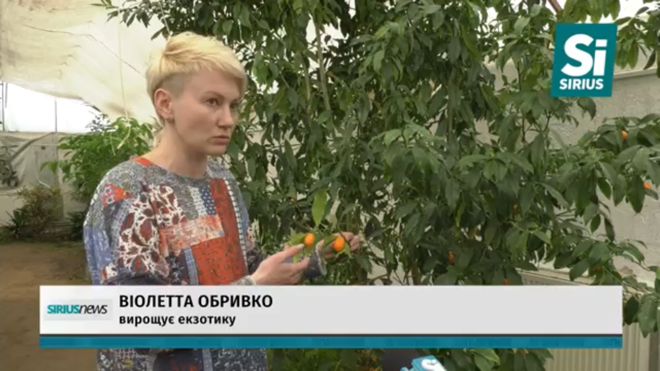Жителька Виноградова вирощує екзотичні фрукти