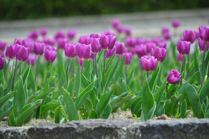 Нові кольори весни: в Ужгороді розквітли тюльпани