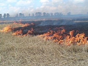 Випадки загорання сухої трави зафіксовано у 4 районах Закарпаття