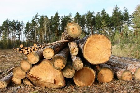 Лісник дозволив незаконну вирубку дерев на мільйон, а отримав штраф – 10 тисяч