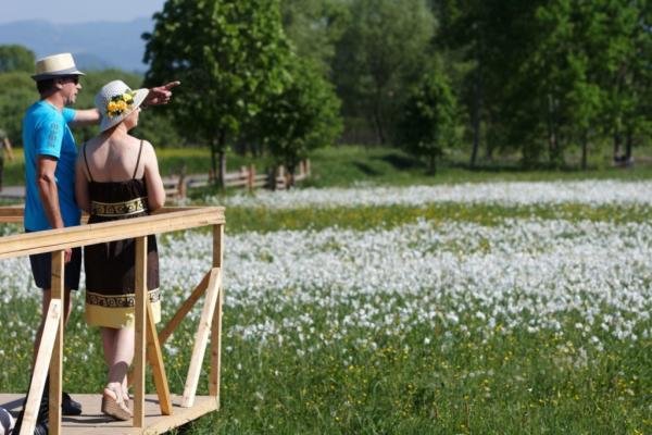 Масове цвітіння у Долині нарцисів очікують на перші дні травня