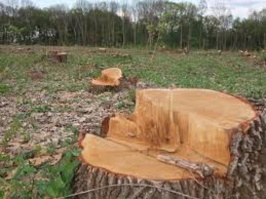 Державна екологічна інспекція у Закарпатській області виявила незаконні рубки