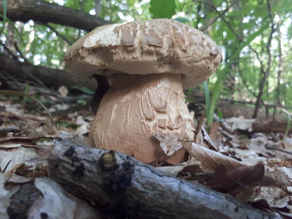 Закарпатці у соцмережі хваляться урожаєм білих грибів