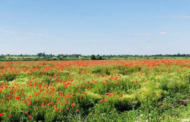 Нове місце для селфі: на Мукачівщині розквітло макове поле