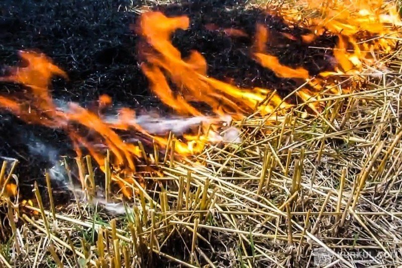 Депутати хочуть збільшити штраф за спалювання трави