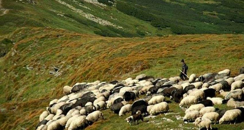 У неділю Міжгірщина запрошує на традиційне вівчарське свято