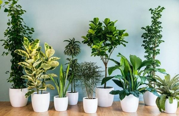 10 кімнатних рослин, які принесуть любов і сімейне щастя у ваш дім