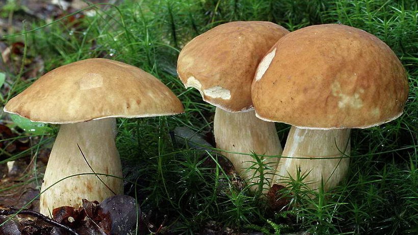 Сезон грибів на Закарпатті: ціни та поради лікарів