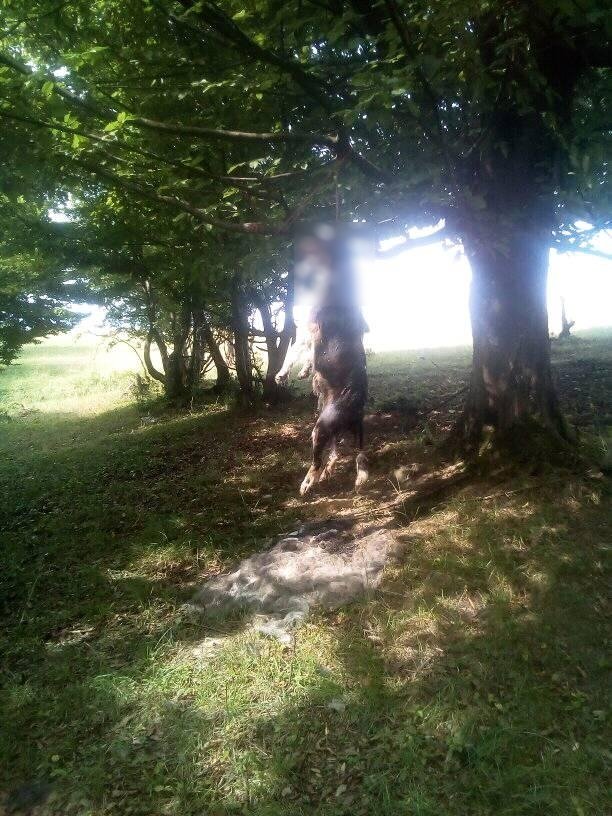 На Тячівщині живодери повісили собаку на дереві (ФОТО 18+)