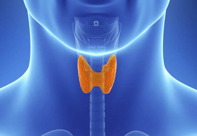 18 ознак захворювання щитовидної залози: як дізнатися, що ваша щитовидка на межі або занадто лінива
