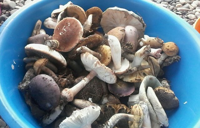 Закарпатці продовжують збирати гриби після рясного дощу (ФОТО)