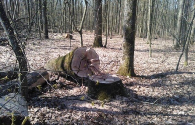 Двоє лісників на Рахівщині допустили незаконну рубку на 200 тис гривень, – прокуратура