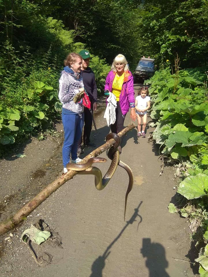 Біля гори гори Піп Іван туристи виявили змію - гіганта (ФОТО)