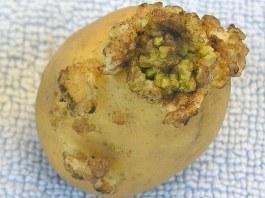 На Прикарпатті і Буковині ввели карантин через рак картоплі