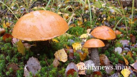 Народні прикмети на 1 серпня – Макринин день, День Макриди і чому дівчині народженій в цей день не можна виходити на вулицю