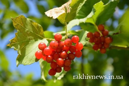 Народні прикмети на 5 серпня – день Трохима-Безсонника