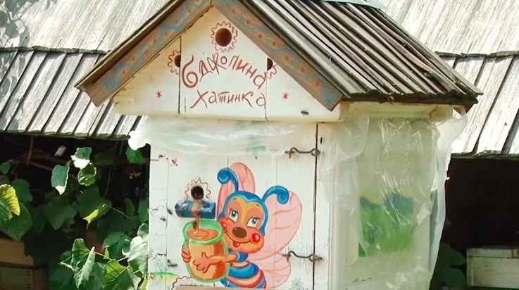 В Україні вимирають бджоли – чи є небезпека на Закарпатті?