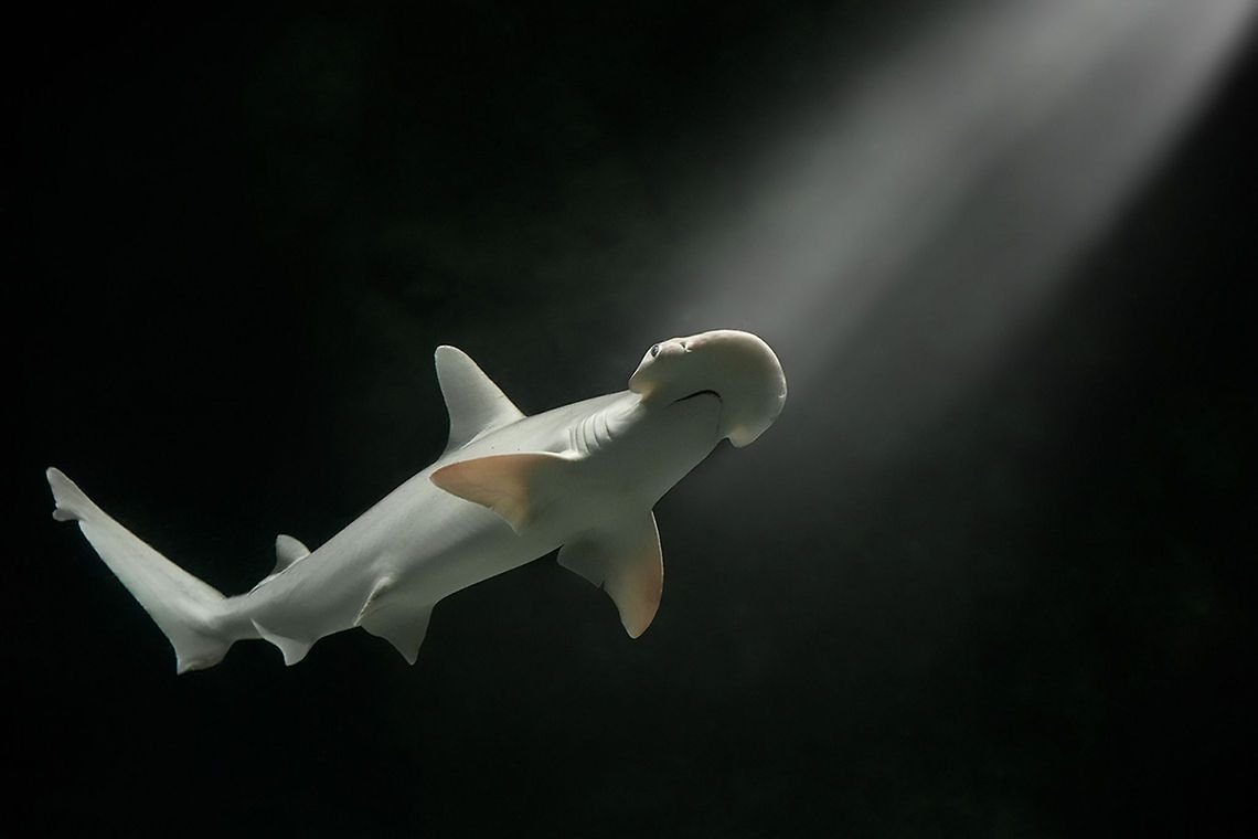 Виявлена перша акула, яка харчується водоростями