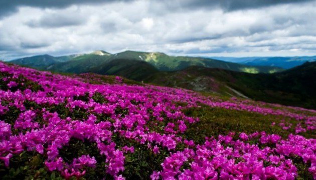Повернення літа: в Карпатах несподівано зацвіла червона рута