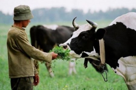 Убив чоловіка за корову: На Закарпатті сварка селян закінчилася смертю
