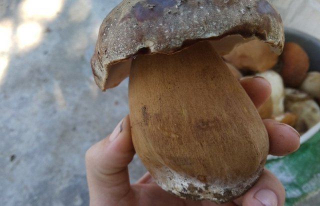 На Закарпатті розпочався сезон "тихого полювання" на білі гриби (ФОТО)