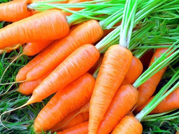 Морква - дуже корисна для організму: 10 важливих властивостей