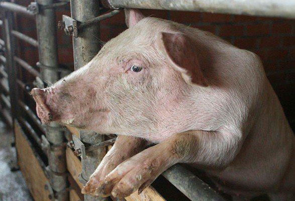 В Україні зафіксовано черговий випадок АЧС