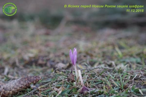 У Ясінях перед Новим Роком зацвів шафран (ВІДЕО)