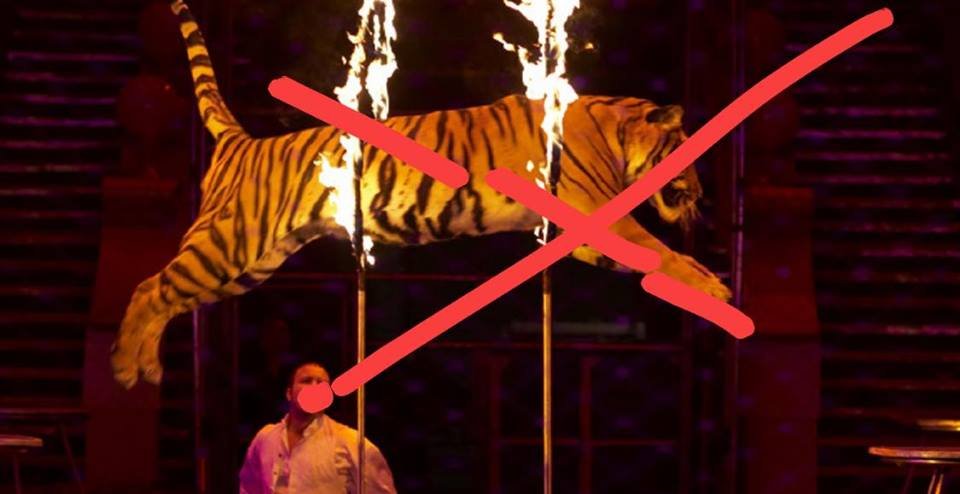 На Закарпатті заборонили цирк за участю тварин