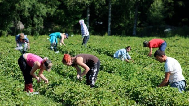 Польща готує солодке життя заробітчанам: втішна статистика