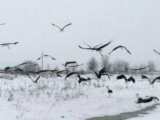 Весняний холод і голод, або Птахи в небезпеці: закарпатський орнітолог прокоментував ситуацію