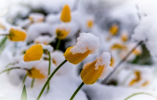 Синоптики знову заговорили про сніг: що чекати українцям