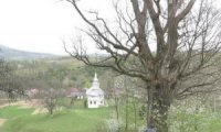 700 річний дуб — туристична родзинка Свалявщини (ВІДЕО)