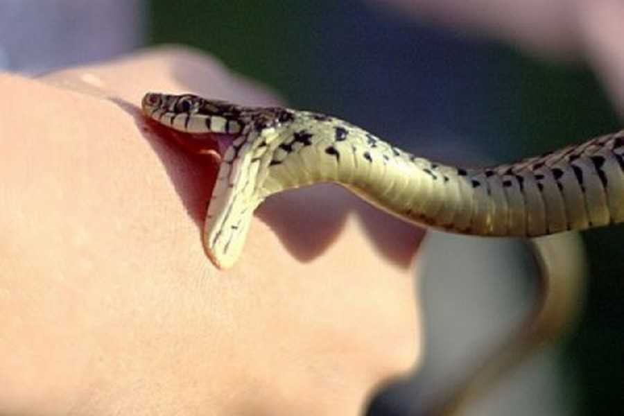 На Рахівщині двох чоловіків укусила змія: в одного діагностували важку інтоксикацію